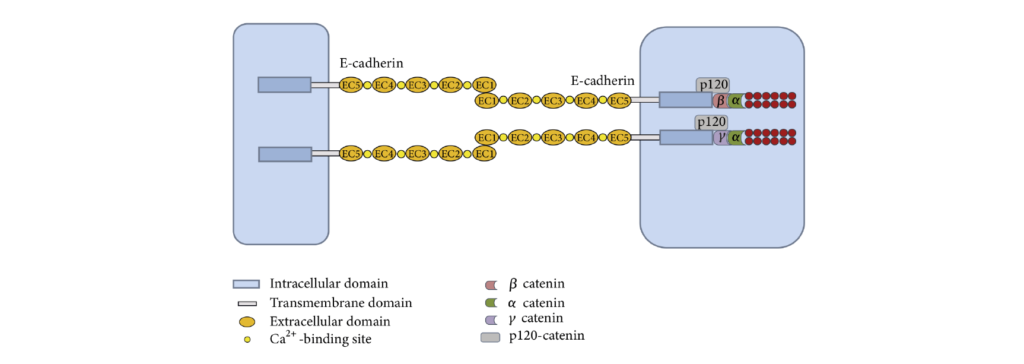 Figura 3: E-caherina es una glicoproteína importante en la adhesión y comunicación intercelular.